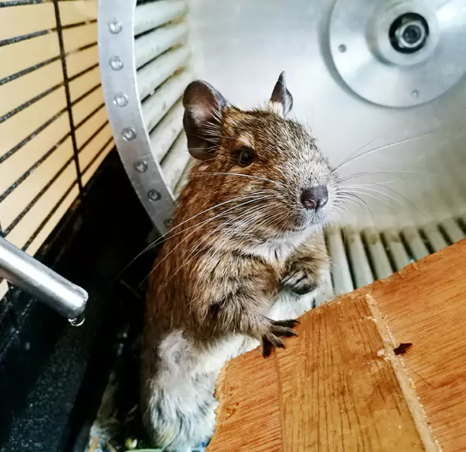 Why Homeowners & Businesses Trust Us Coppell, TX?